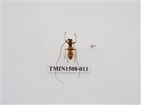 藏品(高砂白天牛)的圖片